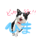 うちのハチワレ猫（個別スタンプ：1）