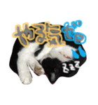 うちのハチワレ猫（個別スタンプ：3）