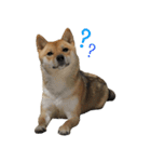 柴犬こなつとむぎ（個別スタンプ：1）