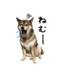 柴犬こなつとむぎ（個別スタンプ：2）