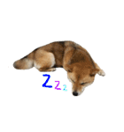 柴犬こなつとむぎ（個別スタンプ：3）