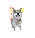 柴犬こなつとむぎ（個別スタンプ：4）