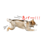 柴犬こなつとむぎ（個別スタンプ：5）