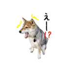 柴犬こなつとむぎ（個別スタンプ：6）