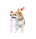 柴犬こなつとむぎ（個別スタンプ：7）