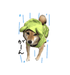柴犬こなつとむぎ（個別スタンプ：10）