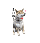 柴犬こなつとむぎ（個別スタンプ：11）
