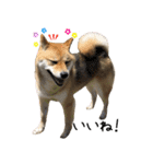 柴犬こなつとむぎ（個別スタンプ：12）