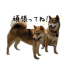 柴犬こなつとむぎ（個別スタンプ：13）
