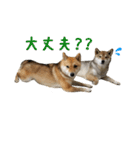 柴犬こなつとむぎ（個別スタンプ：14）