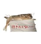 柴犬こなつとむぎ（個別スタンプ：16）