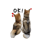 柴犬こなつとむぎ（個別スタンプ：17）