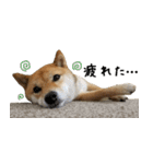 柴犬こなつとむぎ（個別スタンプ：18）