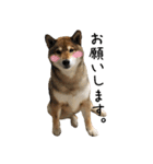 柴犬こなつとむぎ（個別スタンプ：19）