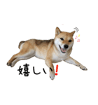 柴犬こなつとむぎ（個別スタンプ：21）