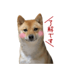 柴犬こなつとむぎ（個別スタンプ：23）