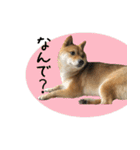 柴犬こなつとむぎ（個別スタンプ：24）