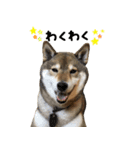 柴犬こなつとむぎ（個別スタンプ：25）