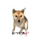 柴犬こなつとむぎ（個別スタンプ：27）
