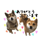 柴犬こなつとむぎ（個別スタンプ：28）