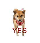 柴犬こなつとむぎ（個別スタンプ：29）