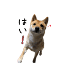 柴犬こなつとむぎ（個別スタンプ：30）