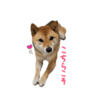 柴犬こなつとむぎ（個別スタンプ：31）