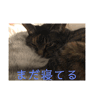 やまやけにゃんず（個別スタンプ：2）