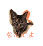 やまやけにゃんず（個別スタンプ：3）
