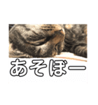 やまやけにゃんず（個別スタンプ：4）