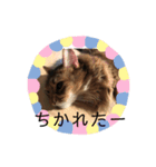 やまやけにゃんず（個別スタンプ：5）