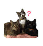 我が家のわんにゃんスタンプ（個別スタンプ：2）