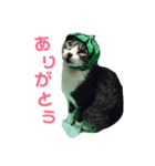我が家のわんにゃんスタンプ（個別スタンプ：12）