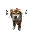 我が家のわんにゃんスタンプ（個別スタンプ：14）