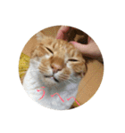 茶白猫の歌舞乃助（個別スタンプ：2）