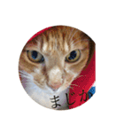 茶白猫の歌舞乃助（個別スタンプ：3）