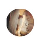 茶白猫の歌舞乃助（個別スタンプ：5）