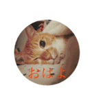 茶白猫の歌舞乃助（個別スタンプ：6）