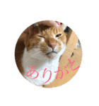 茶白猫の歌舞乃助（個別スタンプ：8）