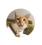 茶白猫の歌舞乃助（個別スタンプ：9）