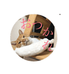 茶白猫の歌舞乃助（個別スタンプ：10）