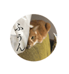 茶白猫の歌舞乃助（個別スタンプ：14）