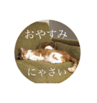 茶白猫の歌舞乃助（個別スタンプ：17）