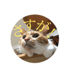 茶白猫の歌舞乃助（個別スタンプ：19）