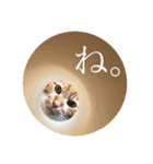 茶白猫の歌舞乃助（個別スタンプ：24）