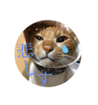 茶白猫の歌舞乃助（個別スタンプ：32）