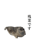 アザラシの発言3（個別スタンプ：15）