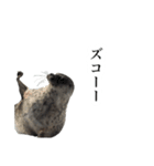 アザラシの発言3（個別スタンプ：17）