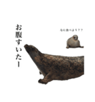 アザラシの発言3（個別スタンプ：19）