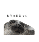アザラシの発言3（個別スタンプ：22）